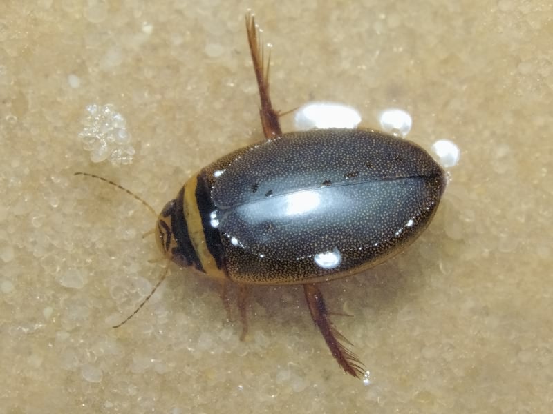 Graphoderus Dejean, 1833